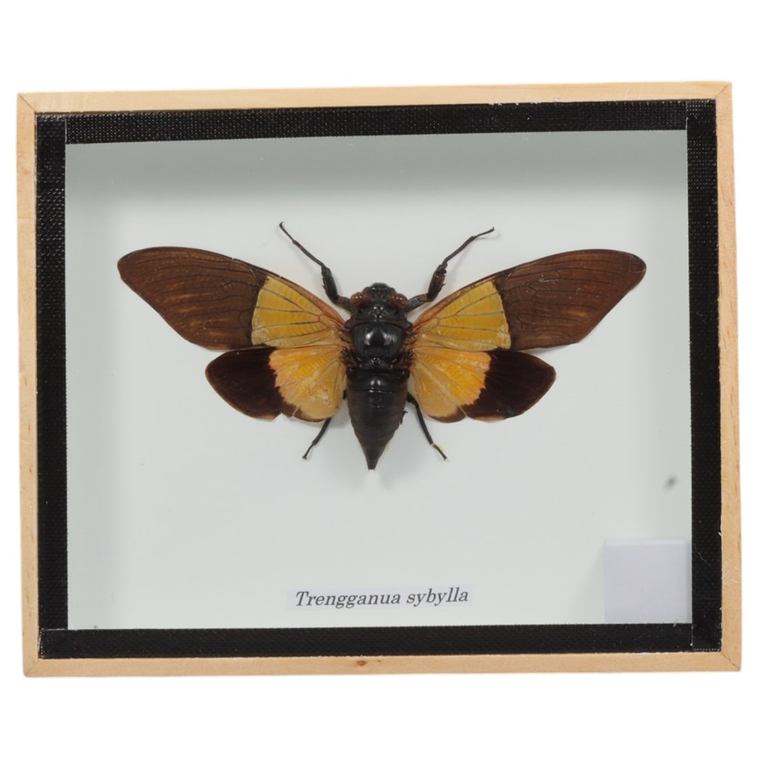Framed Trengganua sybylla - Malaysian Yellow Cicada Display, 22ZN (1 of 1)