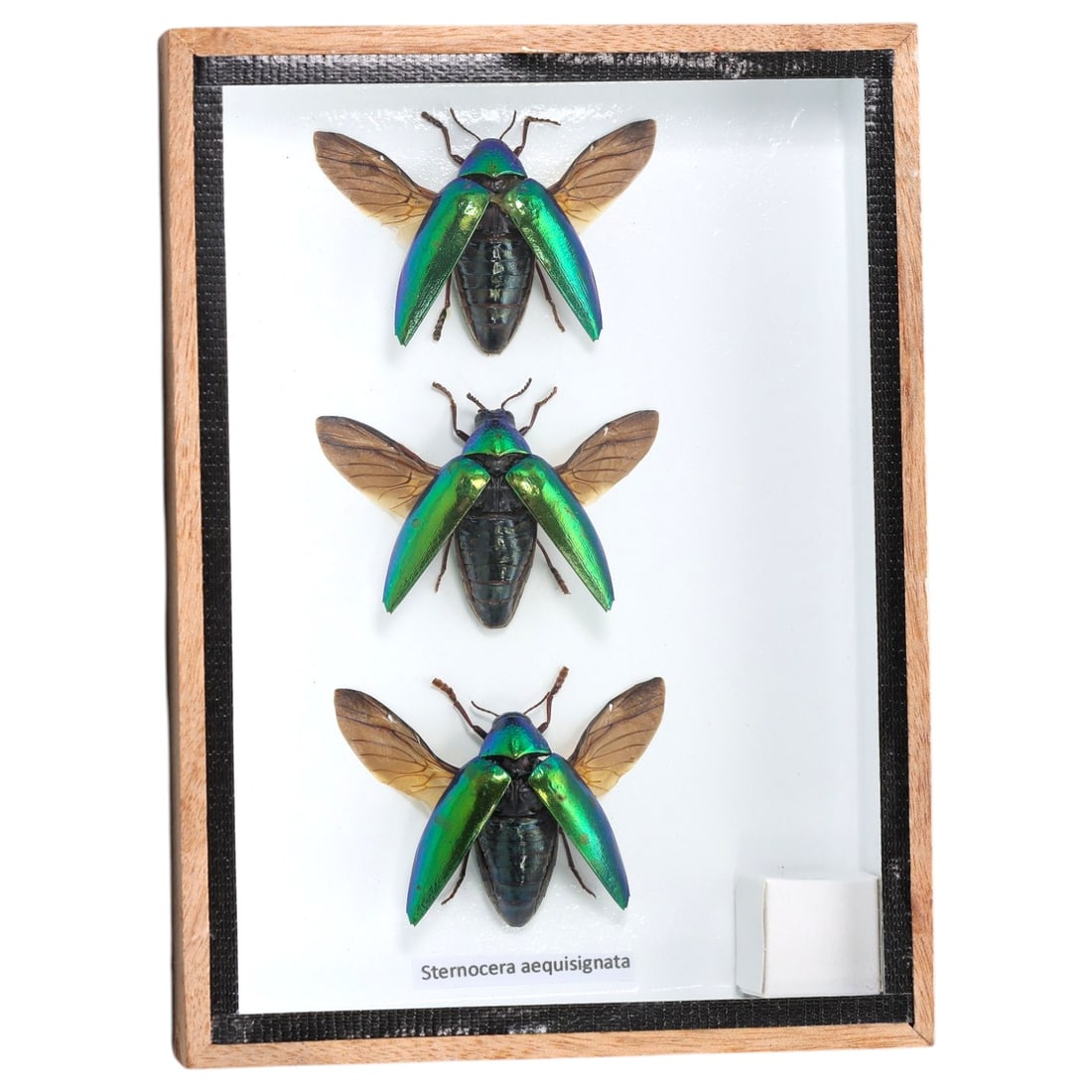 Framed Sternocera aequisignata - Jewel Beetle Trio Display, 15ZN: This framed display features three preserved Sternocera aequisignata, jewel beetles notable for their striking iridescent green and blue elytra and translucent amber-colored membranous wings. The spec