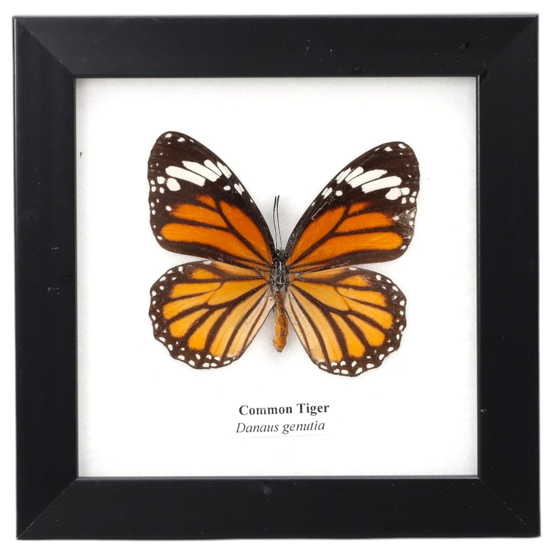Framed Common Tiger - Danaus genutia Specimen Display, 7ZN: This framed display features a single preserved Common Tiger (Danaus genutia), characterized by its striking orange wings with bold black veins and white marginal spots, mimicking the appearance of un