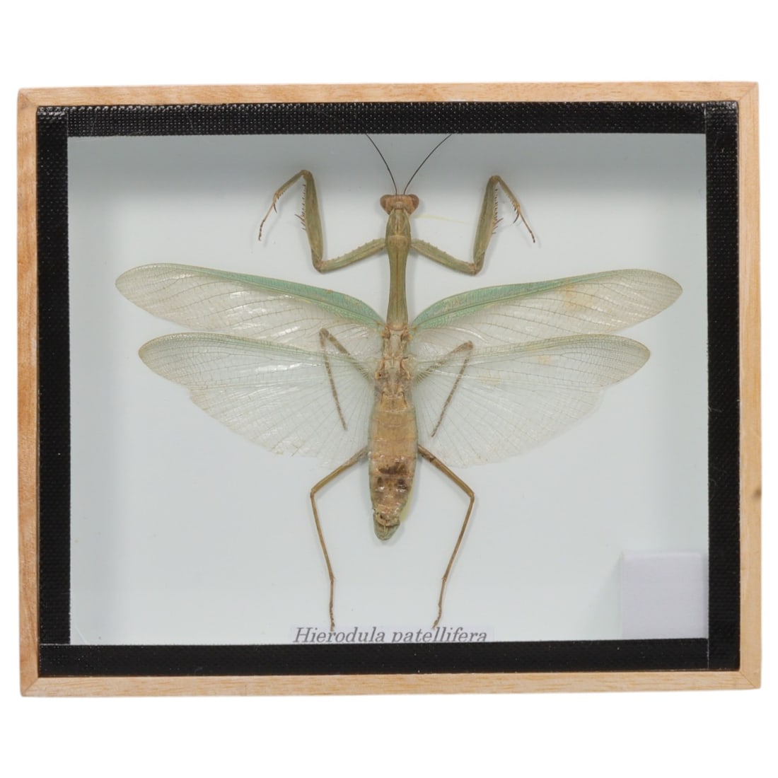 Framed Hierodula patellifera - Giant Asian Mantis Display, 20ZN (1 of 1)
