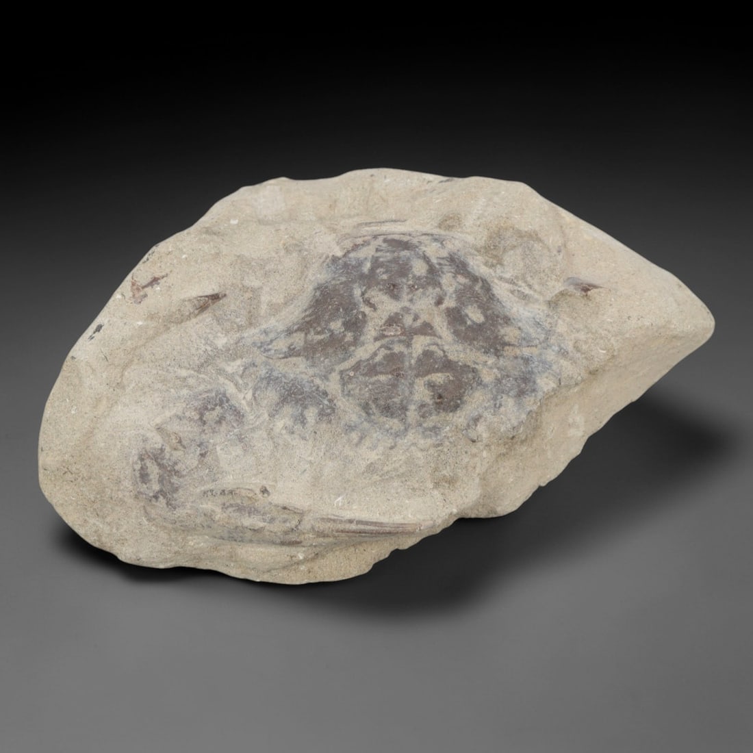 An Indonesian Crab Fossil Specimen in Matrix, 48FV: The specimen consists of a fossilized crab preserved in a light beige, sandy matrix, with the carapace and limbs partially exposed. The crab's exoskeleton exhibits a darker, purplish-brown hue, with v