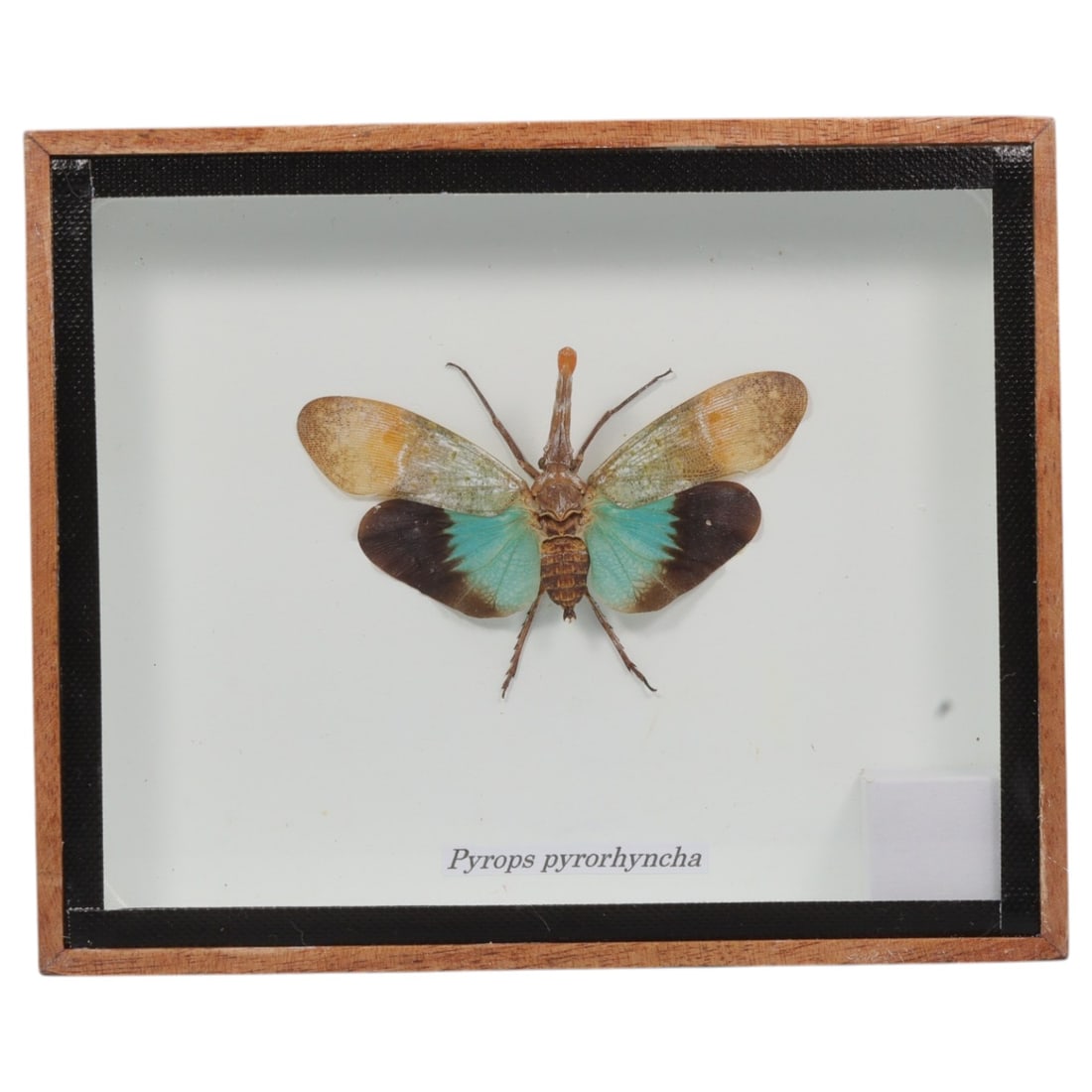 Framed Pyrops Pyrorhyncha - Lantern Bug Specimen Display, 55FV (1 of 1)
