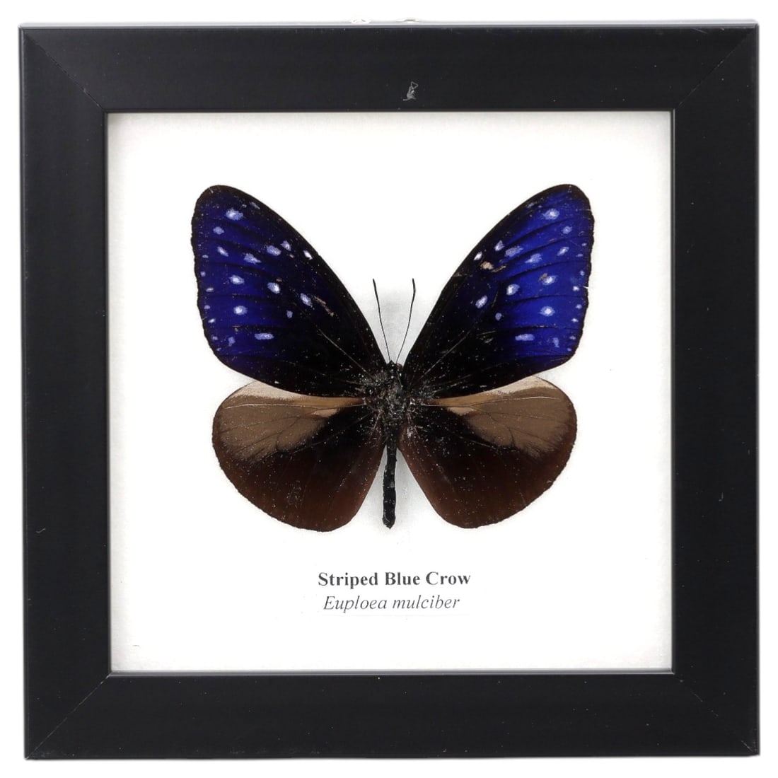 Framed Striped Blue Crow - Euploea Mulciber Specimen Display, 76FV: This framed display features a Striped Blue Crow (Euploea mulciber) butterfly specimen, preserved and mounted on a white backing within a black square frame. The butterfly's forewings are a deep, irid