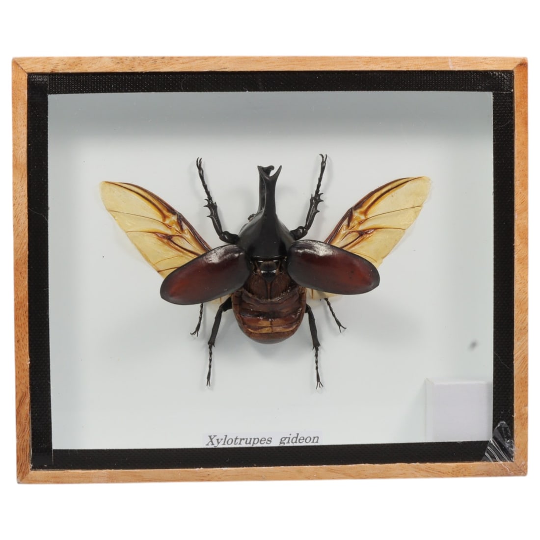 Framed Xylotrupes Gideon - Rhinoceros Beetle (Wings Spread) Specimen Display, 61FV (1 of 1)