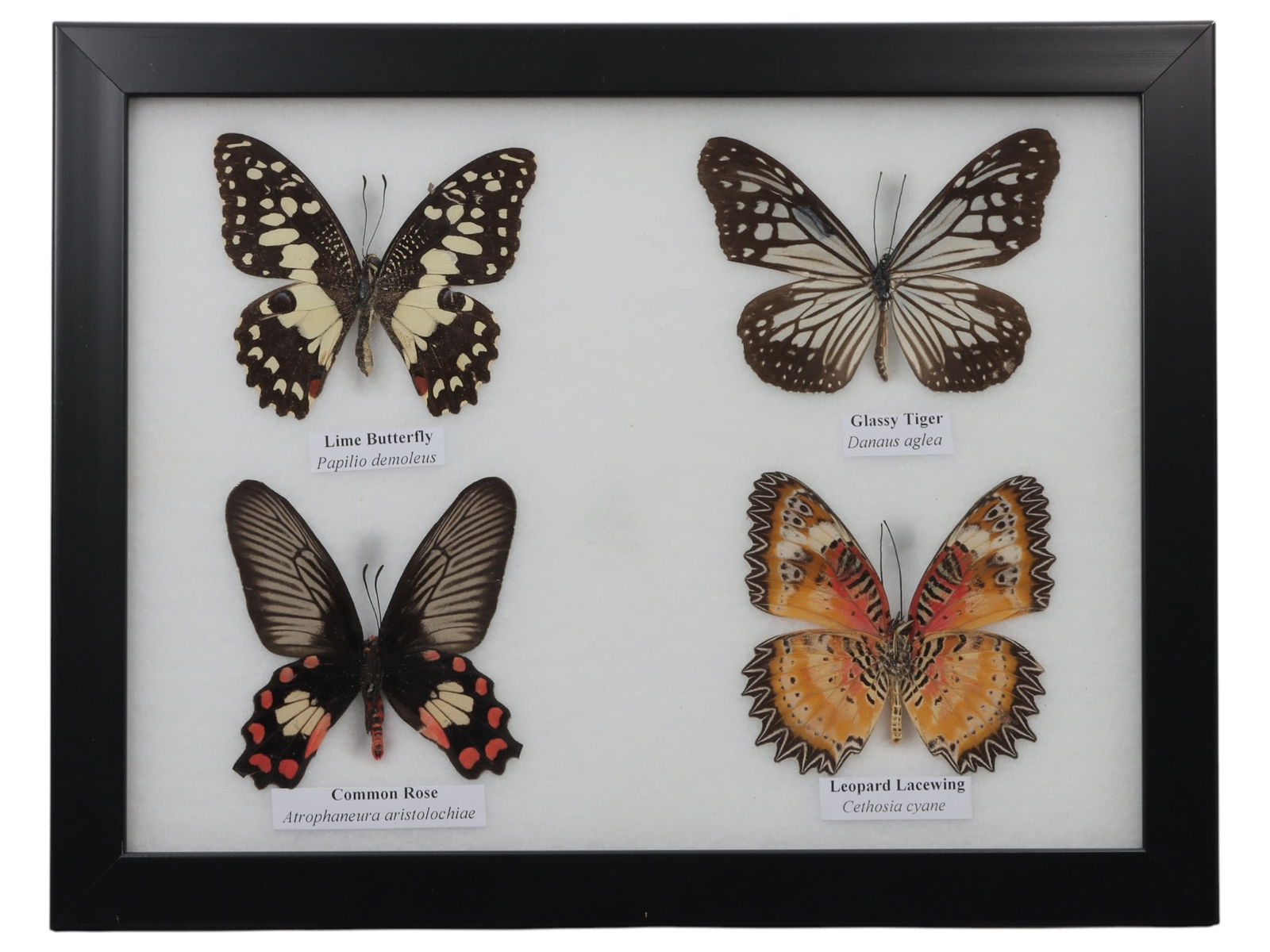 A Framed Quadruple Mounted Butterfly Specimen, 12FL: The specimen consists of four preserved adult butterflies, Papilio demoleus (Lime Butterfly), Danaus aglea (Glassy Tiger), Atrophaneura aristolochiae (Common Rose), and Cethosia cyane (Leopard Lacewin