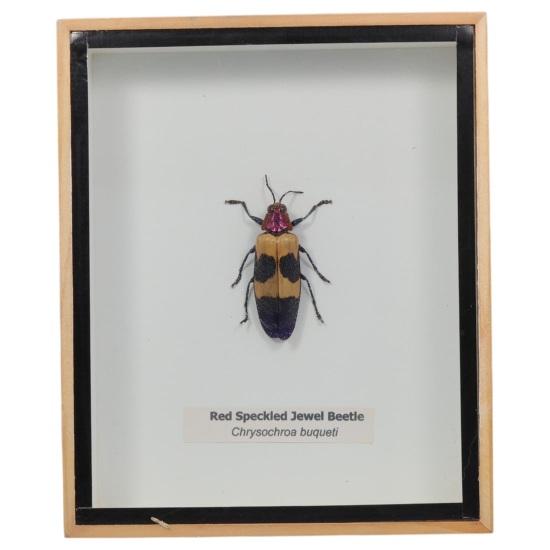 Framed Red Speckled Jewel Beetle - Chrysochroa buqueti Display, 16ZN: This framed display features a single preserved Red Speckled Jewel Beetle (Chrysochroa buqueti), notable for its striking iridescent magenta head and thorax, contrasting with a creamy yellow elytra ma