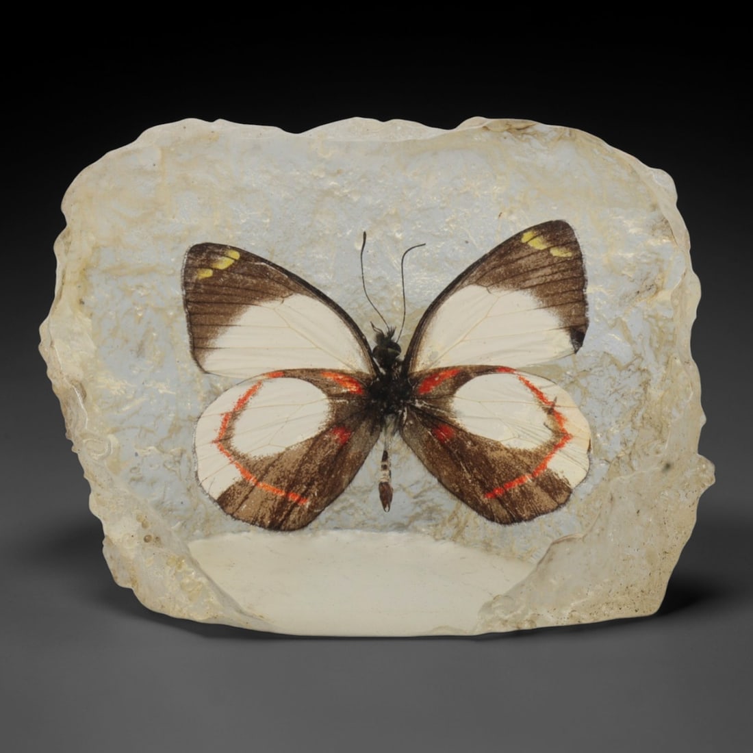 Resin-Encased Butterfly Specimen - Decorative Display, 58FV: This decorative piece features a butterfly specimen encased in a translucent resin block with a naturally textured, irregular edge. The butterfly displays distinct wing patterns: white forewings with