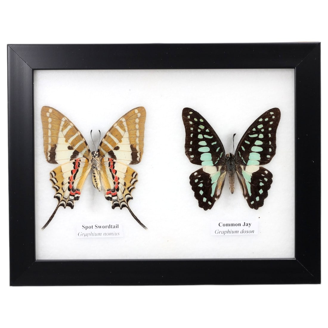 Framed Spot Swordtail & Common Jay - Entomology Specimen Display, 99ZM: This framed display contains two preserved butterfly specimens: Graphium nomius (Spot Swordtail) and Graphium doson (Common Jay). The Spot Swordtail displays wings with a golden-brown base, white and 