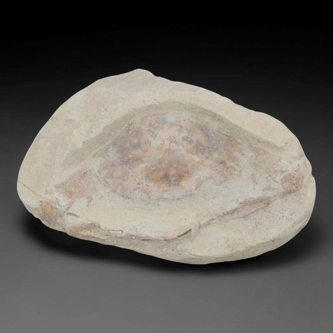 An Indonesian Crab Fossil Specimen in Matrix, 34FV: The specimen consists of a fossilized crab preserved in a light beige, sandy matrix, with the carapace and limbs partially exposed. The crab's exoskeleton exhibits a darker, purplish-brown hue, with v