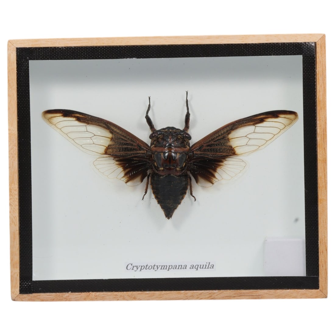 Framed Cryptotympana Aquila - Cicada Specimen Display, 60FV: This framed display features a Cryptotympana aquila cicada specimen, preserved and mounted on a white backing within a light wooden frame with a black inner border. The cicada exhibits a robust, dark