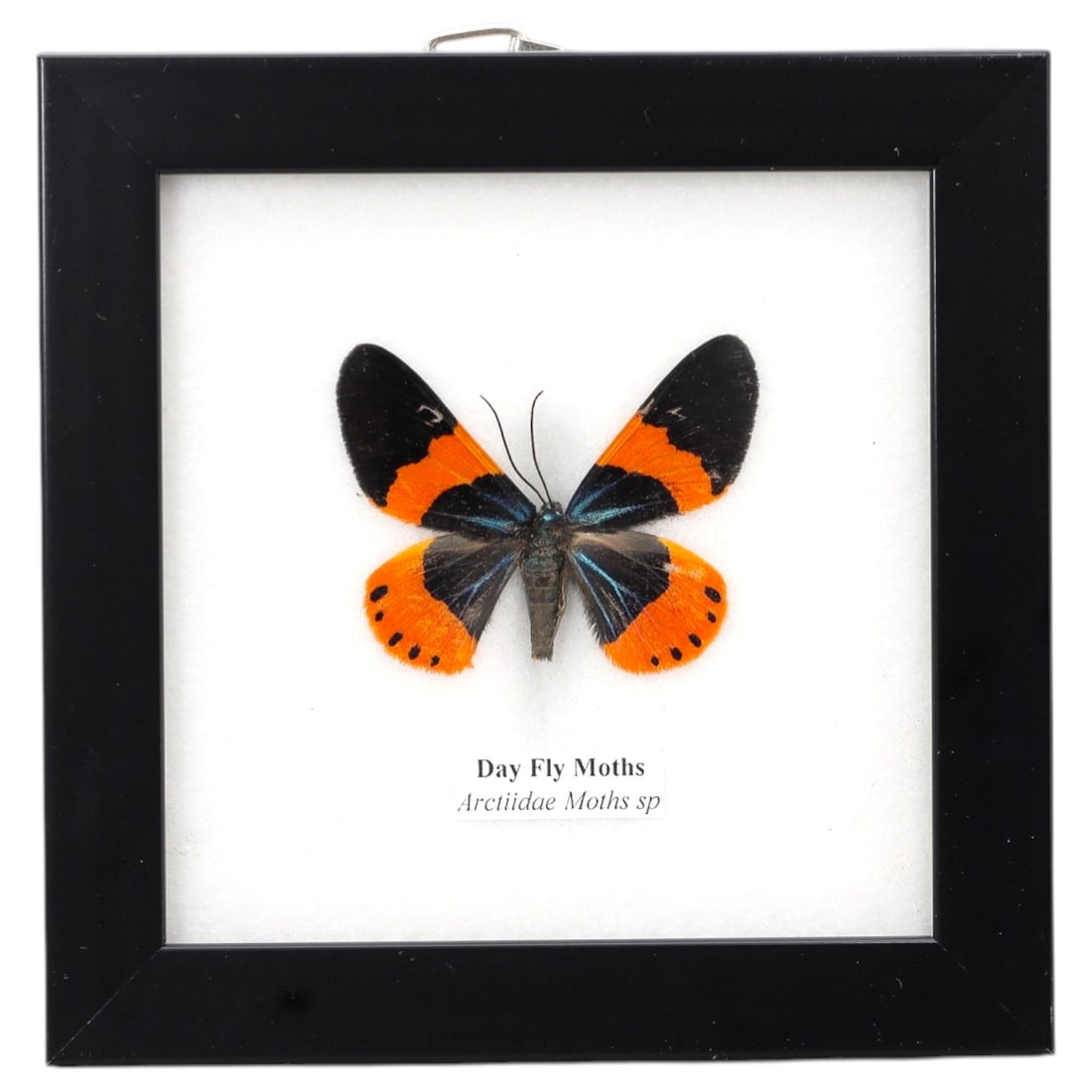 Framed Day Fly Moth Butterfly - Arctiidae Specimen Display, 68FV: This framed display features a Day Fly Moth (Arctiidae sp.) specimen, preserved and mounted on a white backing within a black square frame. The moth exhibits striking wing coloration: forewings are bl