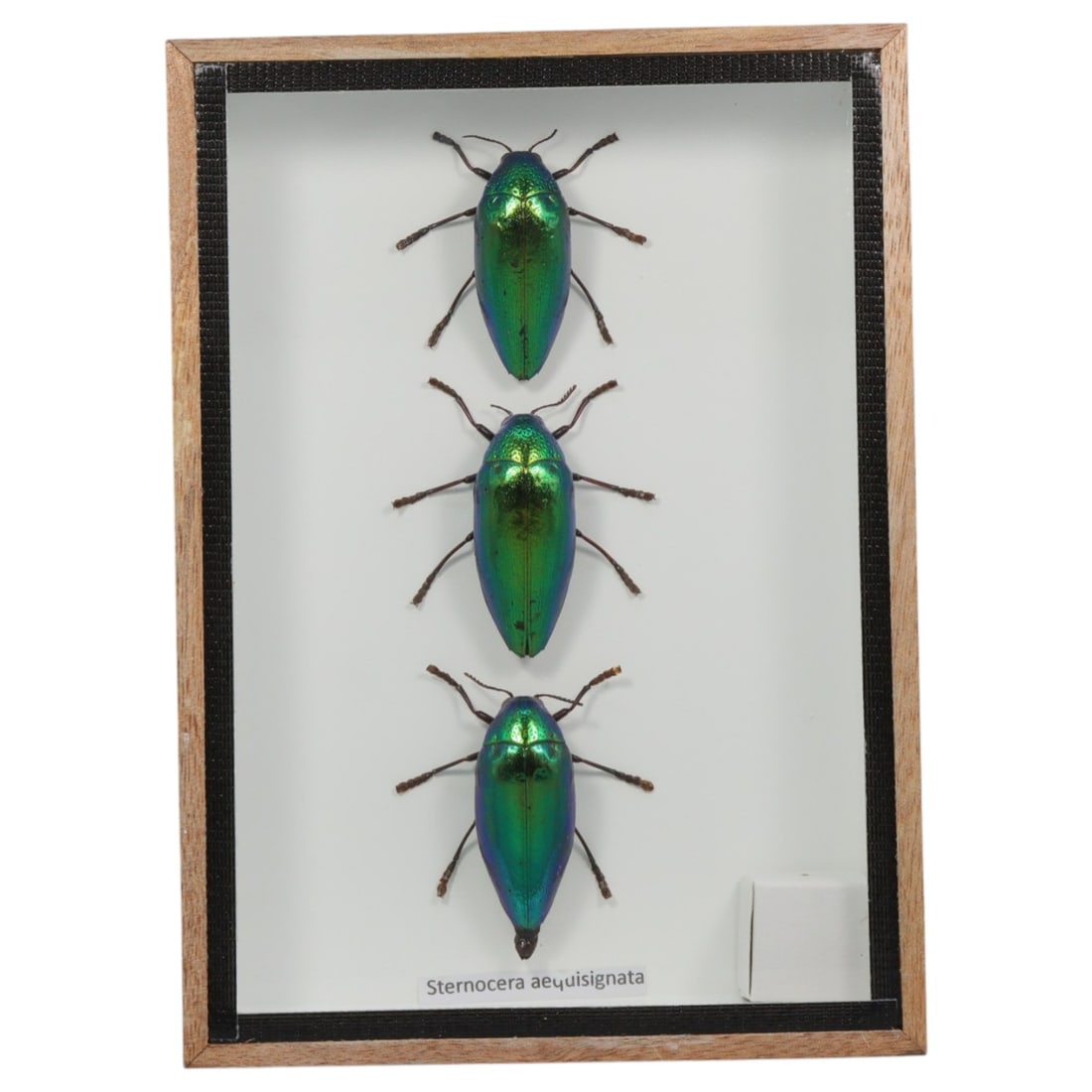Framed Sternocera Aequisignata - Jewel Beetle Trio Display, 56FV: This framed display features three Sternocera aequisignata jewel beetle specimens, preserved and mounted vertically in a neat row on a white backing within a light wooden frame with a black inner bord