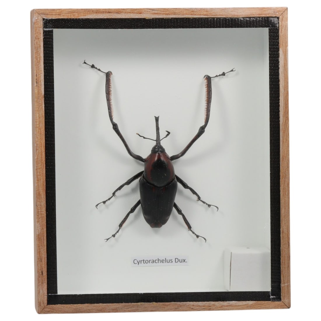 Framed Cyrtorachelus Dux - Bamboo Weevil Specimen Display, 53FV: This framed display features a Cyrtorachelus Dux bamboo weevil specimen, preserved and mounted on a white backing within a light wooden frame with a black inner border. The beetle exhibits a striking