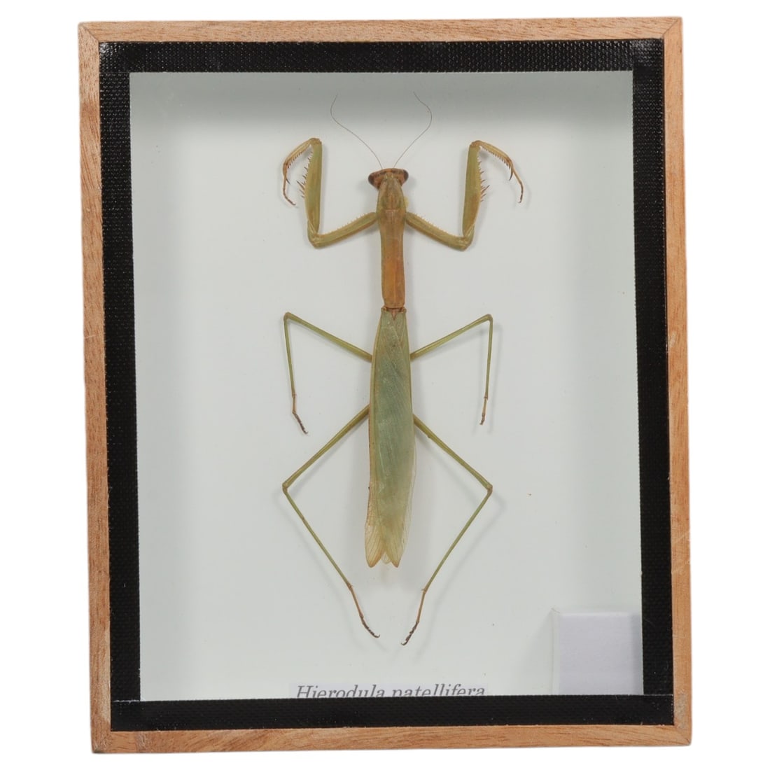 Framed Hierodula Patellifera - Giant Asian Mantis Specimen Display, 64FV: This framed display features a Hierodula patellifera giant Asian mantis specimen, preserved and mounted on a white backing within a light wooden frame with a black inner border. The mantis exhibits a