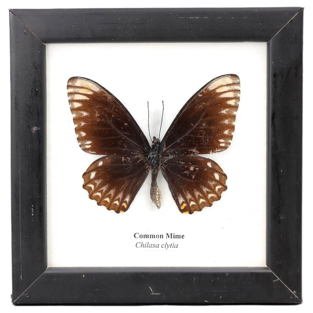 Framed Common Mime - Chilasa clytia Specimen Display, 4ZN: This framed display features a single preserved Common Mime (Chilasa clytia), characterized by its dark brown wings with pale white marginal markings and small orange accents on the hindwings, mimicki