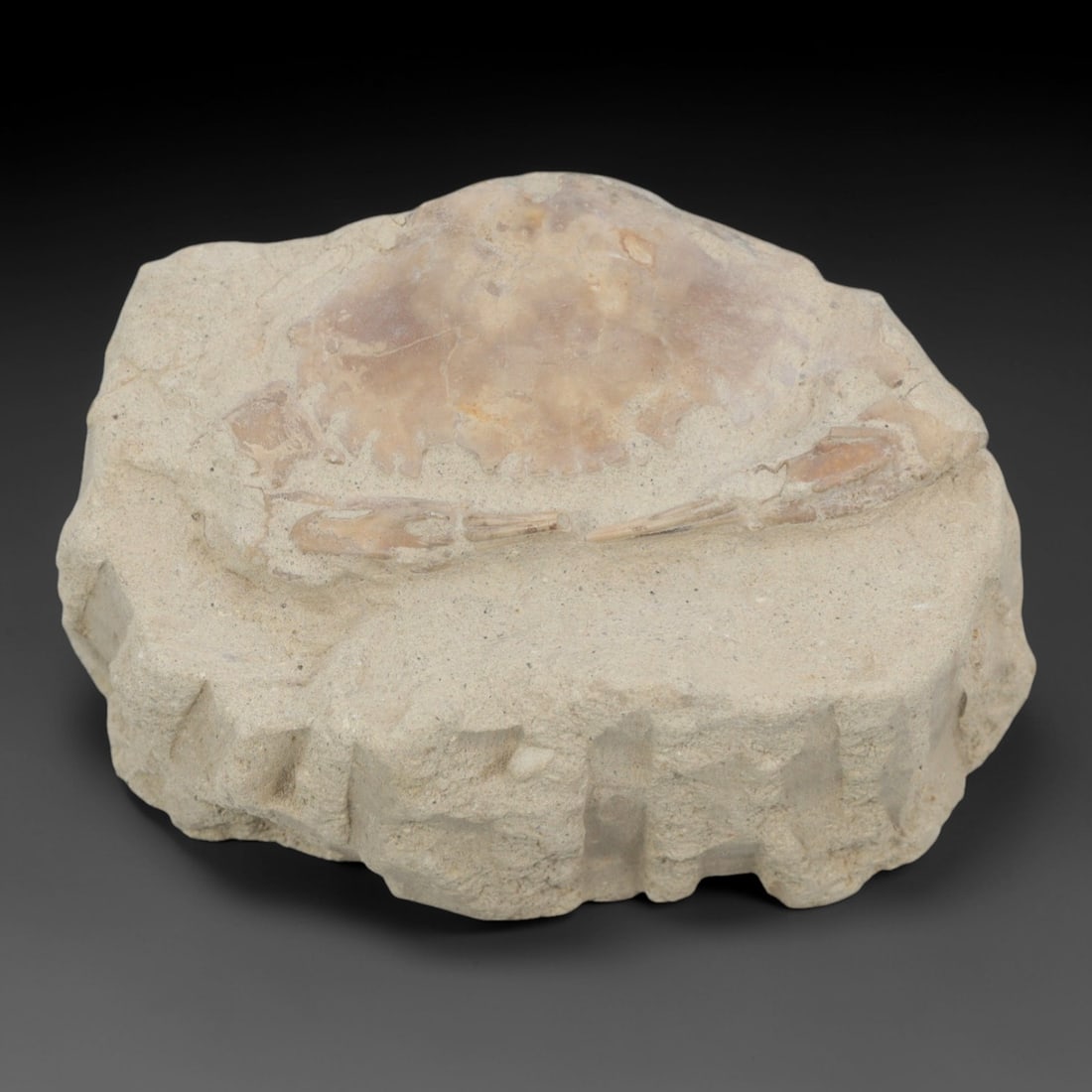 An Indonesian Crab Fossil Specimen in Matrix, 43FV (1 of 1)