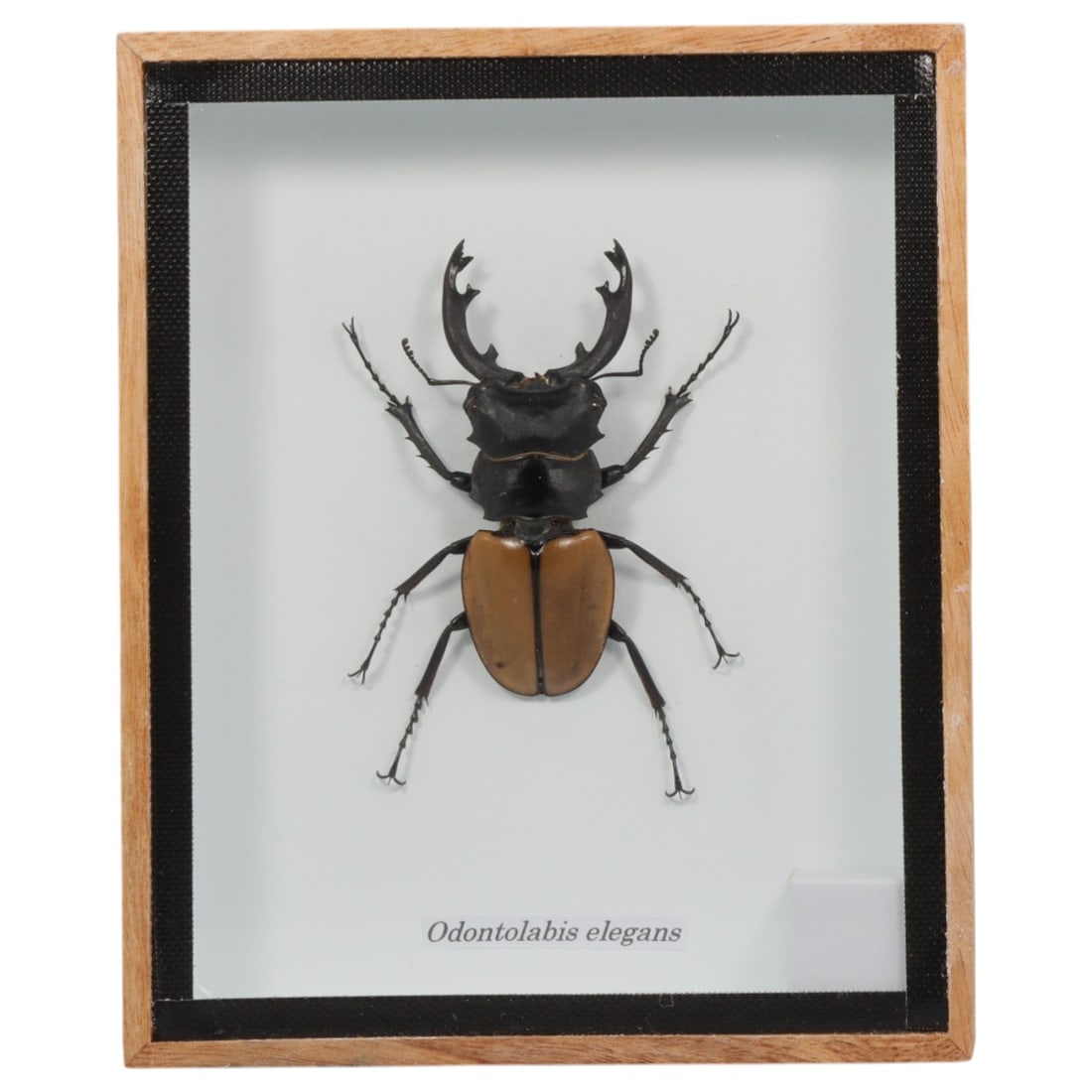 Framed Odontolabis elegans - Stag Beetle Specimen Display, 17ZN: This framed display features a single preserved Odontolabis elegans, a large stag beetle notable for its robust, glossy black exoskeleton, distinctive curved mandibles, and contrasting tan-colored ely