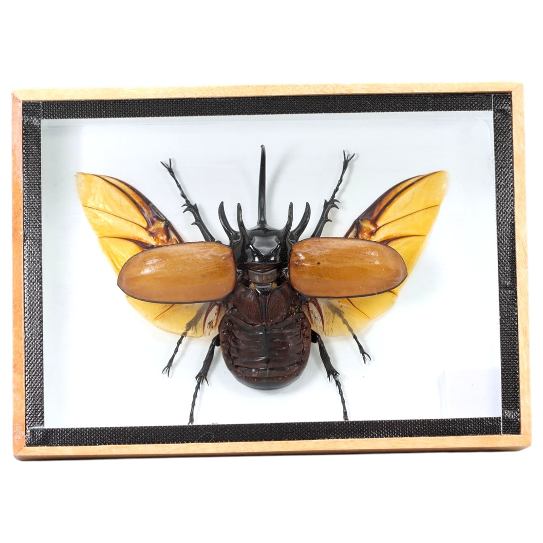 Framed Eupatorus gracilicornis - Five-horned Beetle Display, 14ZN: This framed display features a single preserved Eupatorus gracilicornis, a large rhinoceros beetle notable for its striking five-horned cephalic and thoracic structure, glossy black exoskeleton, and c