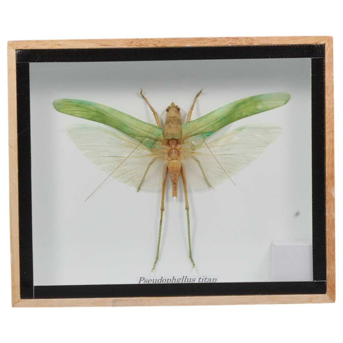 Framed Pseudophyllus titan - Giant Titan Katydid Specimen Display, 23ZN: This framed display features a single preserved Pseudophyllus titan, commonly known as the Giant Titan Katydid, one of the largest katydid species globally. The specimen exhibits exceptional natural m