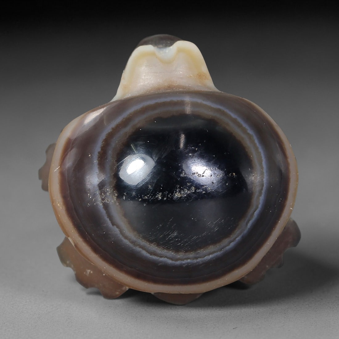 Antique Central Asian Agate Tortoise Amulet, 20AR: This artifact is a Central Asian antique tortoise amulet, carved from richly banded agate with a smooth, highly polished surface showcasing natural concentric color layers. The form is a compact, styl