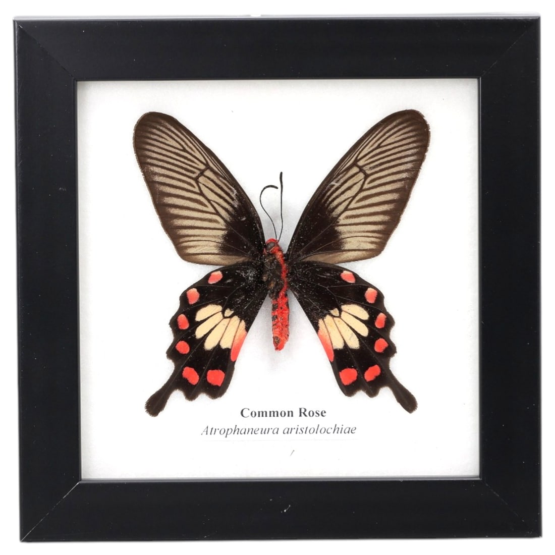 Framed Common Rose - Atrophaneura Aristolochiae Specimen Display, 72FV: This framed display features a Common Rose (Atrophaneura aristolochiae) butterfly specimen, preserved and mounted on a white backing within a black square frame. The butterfly's forewings are a deep b