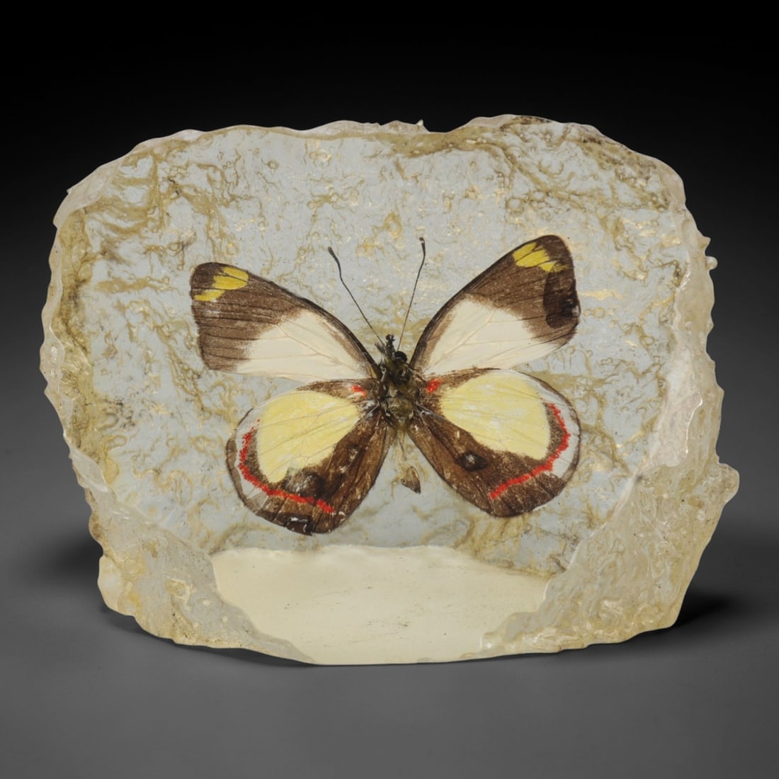 Resin-Encased Butterfly Specimen - Decorative Display, 25ZN: This decorative piece features a butterfly specimen encased in a translucent resin block with a naturally textured, irregular edge. The butterfly displays distinct wing patterns: white forewings with