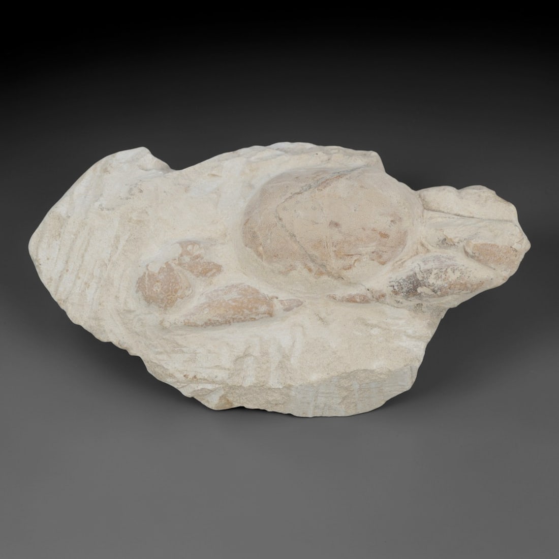 An Indonesian Crab Fossil Specimen in Matrix, 39FV: The specimen consists of a fossilized crab preserved in a light beige, sandy matrix, with the carapace and limbs partially exposed. The crab's exoskeleton exhibits a darker, purplish-brown hue, with v