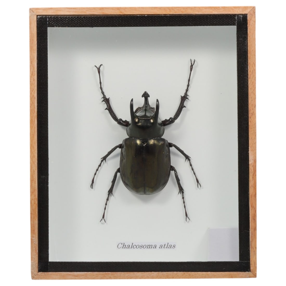Framed Chalcosoma atlas - Atlas Beetle Specimen Display, 18ZN: This framed display features a single preserved Chalcosoma atlas, a large rhinoceros beetle notable for its robust, glossy metallic black exoskeleton, distinctive three-horned cephalic and thoracic st