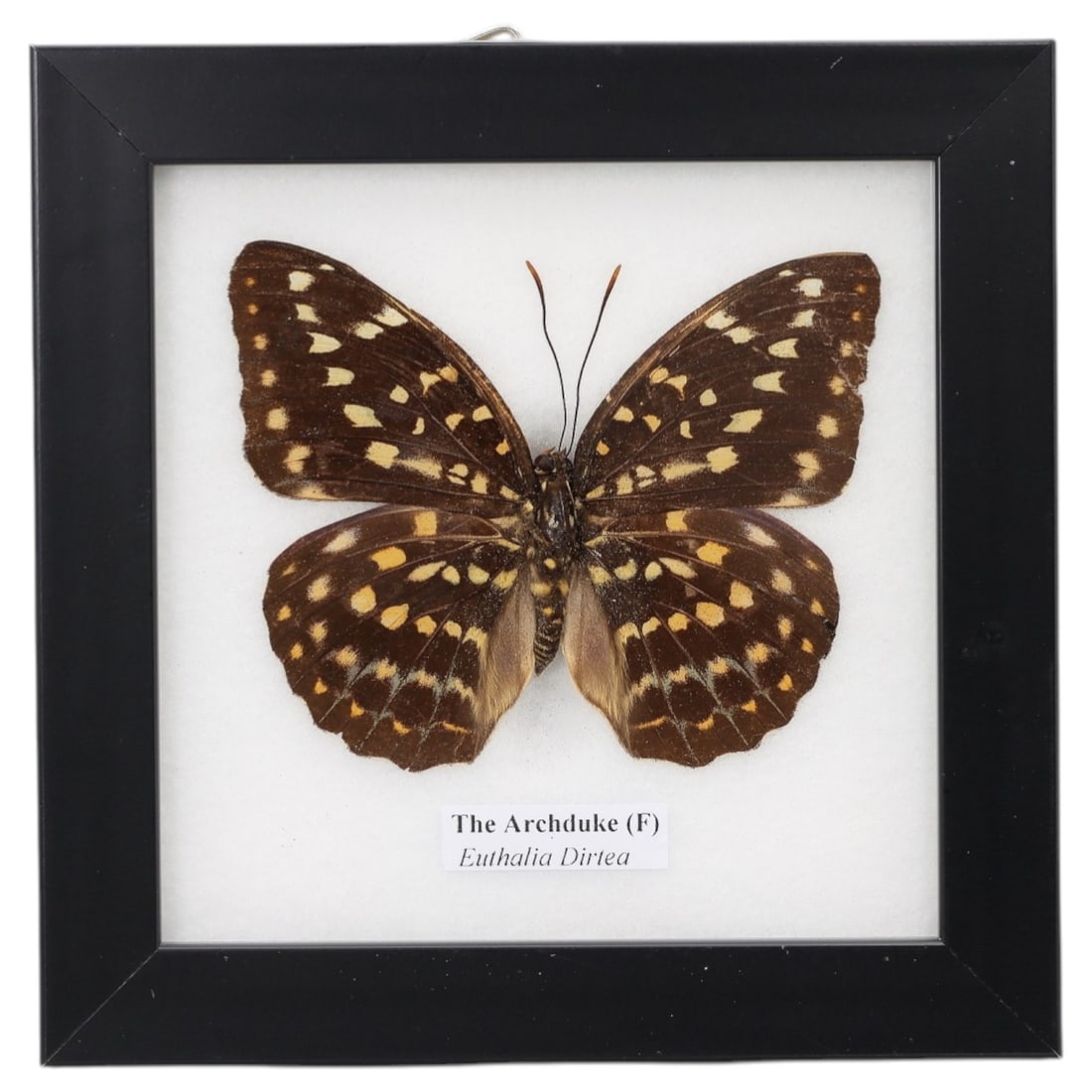 Framed Archduke Butterfly - Euthalia Dirtea Specimen Display, 70FV: This framed display features a female Archduke (Euthalia dirtea) butterfly specimen, preserved and mounted on a white backing within a black square frame. The butterfly's wings are a deep, velvety bro