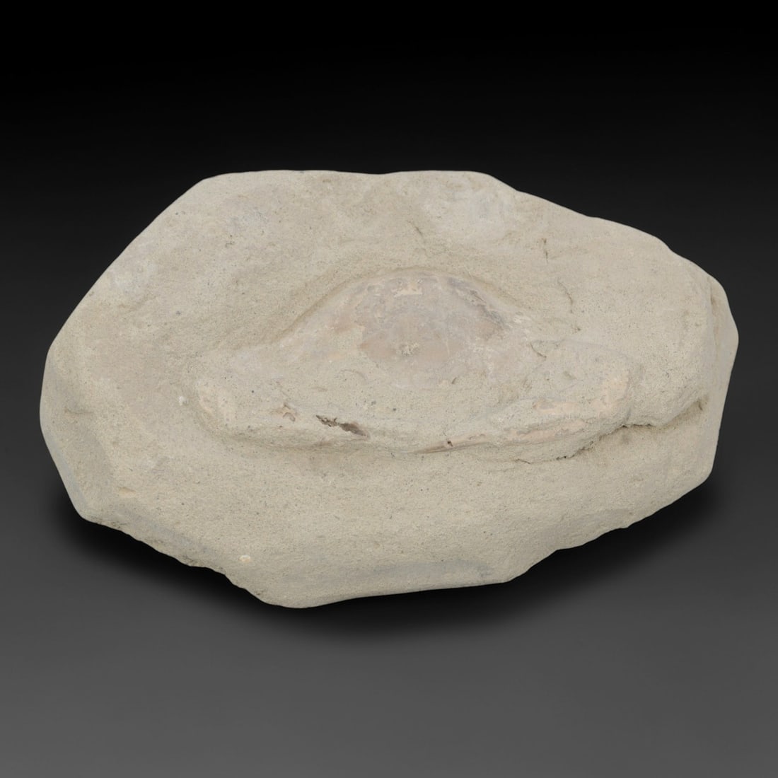 An Indonesian Crab Fossil Specimen in Matrix, 38FV: The specimen consists of a fossilized crab preserved in a light beige, sandy matrix, with the carapace and limbs partially exposed. The crab's exoskeleton exhibits a darker, purplish-brown hue, with v