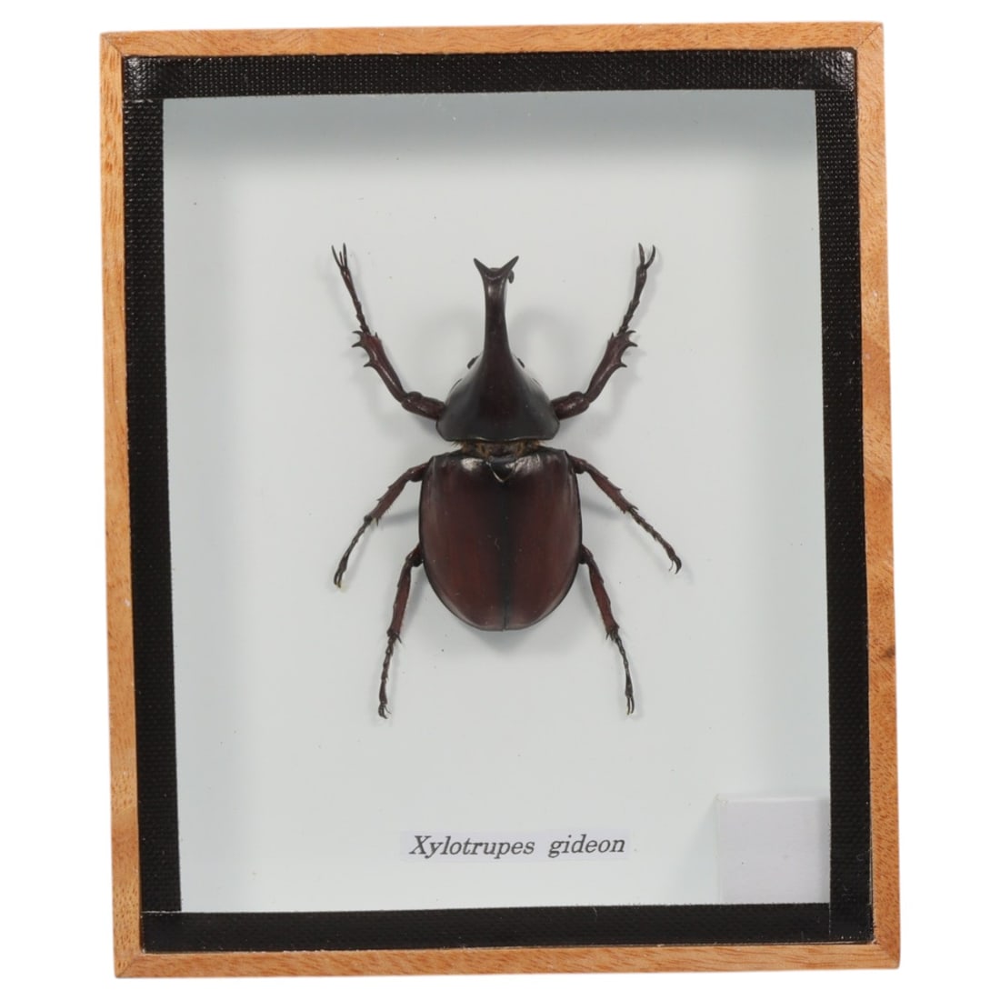 Framed Xylotrupes Gideon - Rhinoceros Beetle Specimen Display, 59FV: This framed display features a male Xylotrupes gideon rhinoceros beetle specimen, preserved and mounted on a white backing within a light wooden frame with a black inner border. The beetle exhibits a