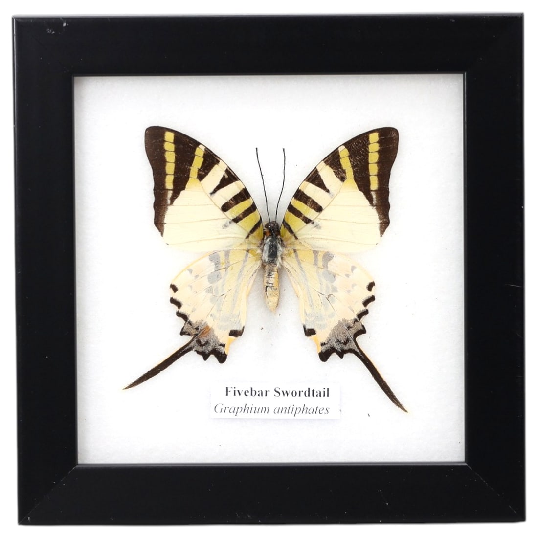 Framed Fivebar Swordtail - Graphium antiphates Specimen, 6ZN: This framed display features a single preserved Fivebar Swordtail (Graphium antiphates), characterized by its creamy white wing base patterned with bold black longitudinal stripes and distinctive elon