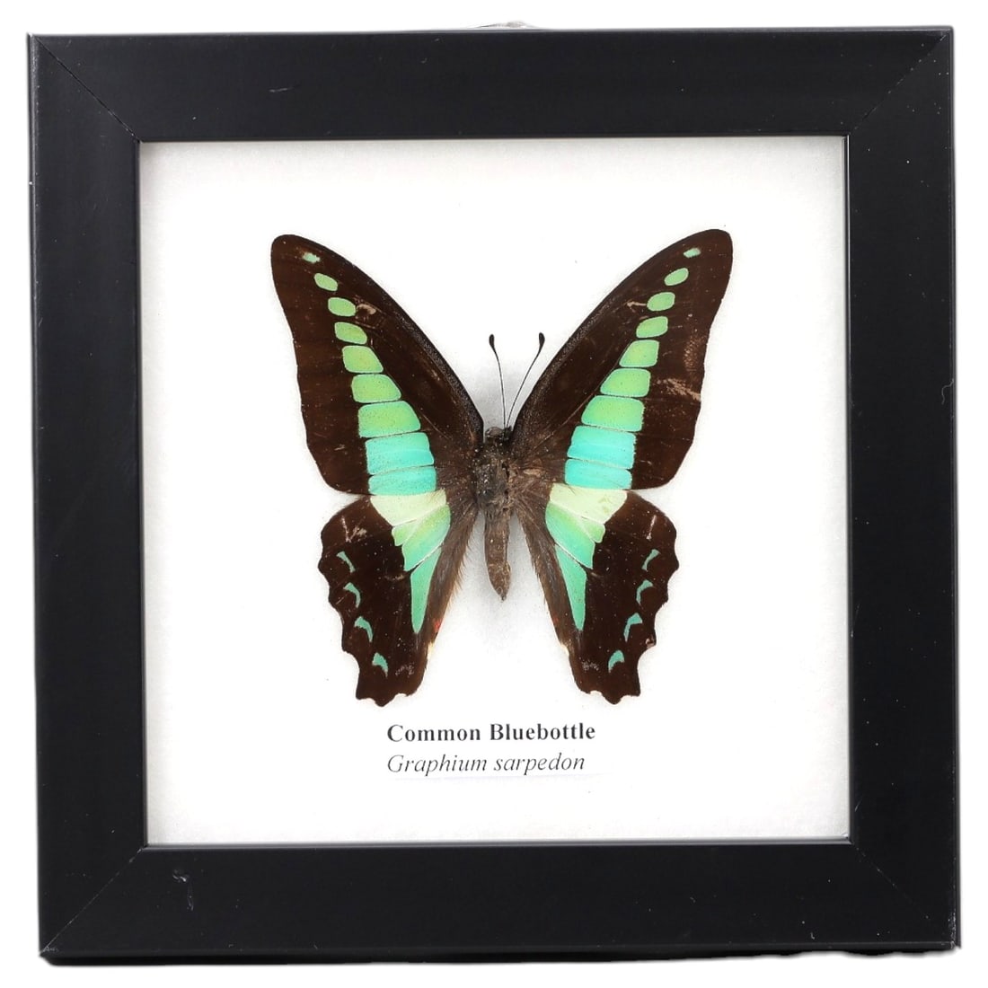 Framed Common Bluebottle - Graphium Sarpedon Specimen Display, 71FV: This framed display features a Common Bluebottle (Graphium sarpedon) butterfly specimen, preserved and mounted on a white backing within a black square frame. The butterfly's wings are a deep, velvety