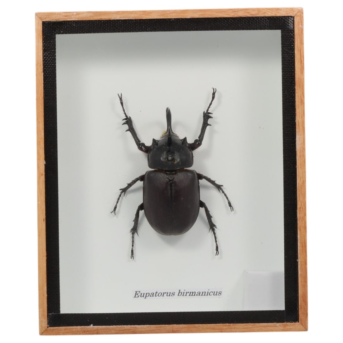 Framed Eupatorus Birmanicus - Five-horned Rhinoceros Beetle Specimen Display, 52FV: This framed display features a male Eupatorus birmanicus five-horned rhinoceros beetle specimen, preserved and mounted on a white backing within a light wooden frame with a black inner border. The