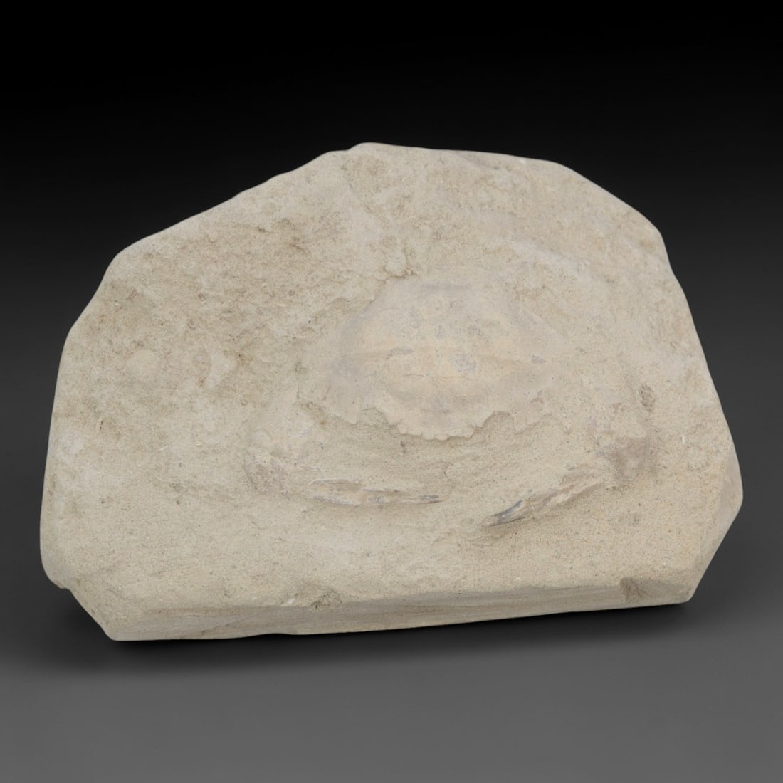 An Indonesian Crab Fossil Specimen in Matrix, 42FV (1 of 1)
