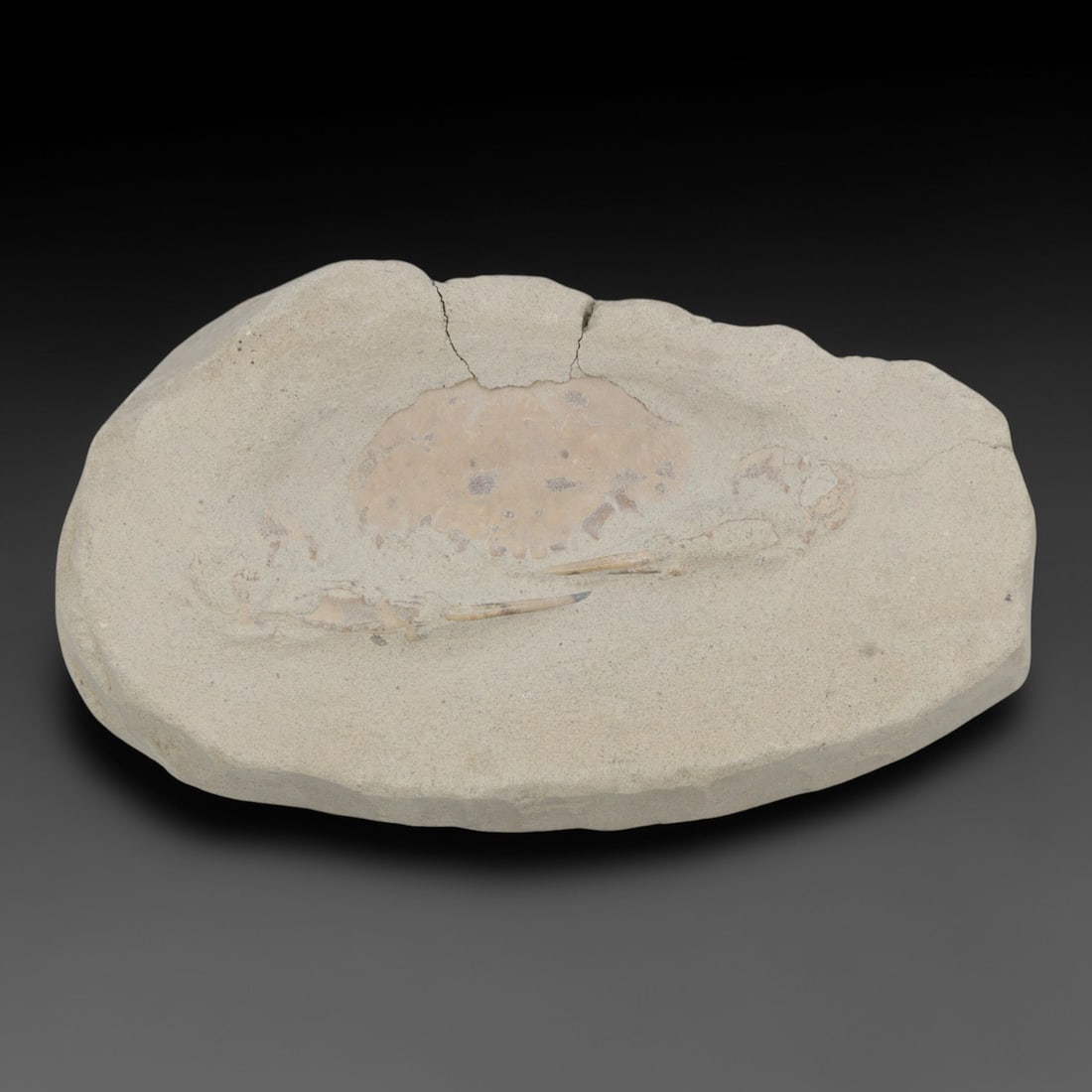 An Indonesian Crab Fossil Specimen in Matrix, 40FV: The specimen consists of a fossilized crab preserved in a light beige, sandy matrix, with the carapace and limbs partially exposed. The crab's exoskeleton exhibits a darker, purplish-brown hue, with v