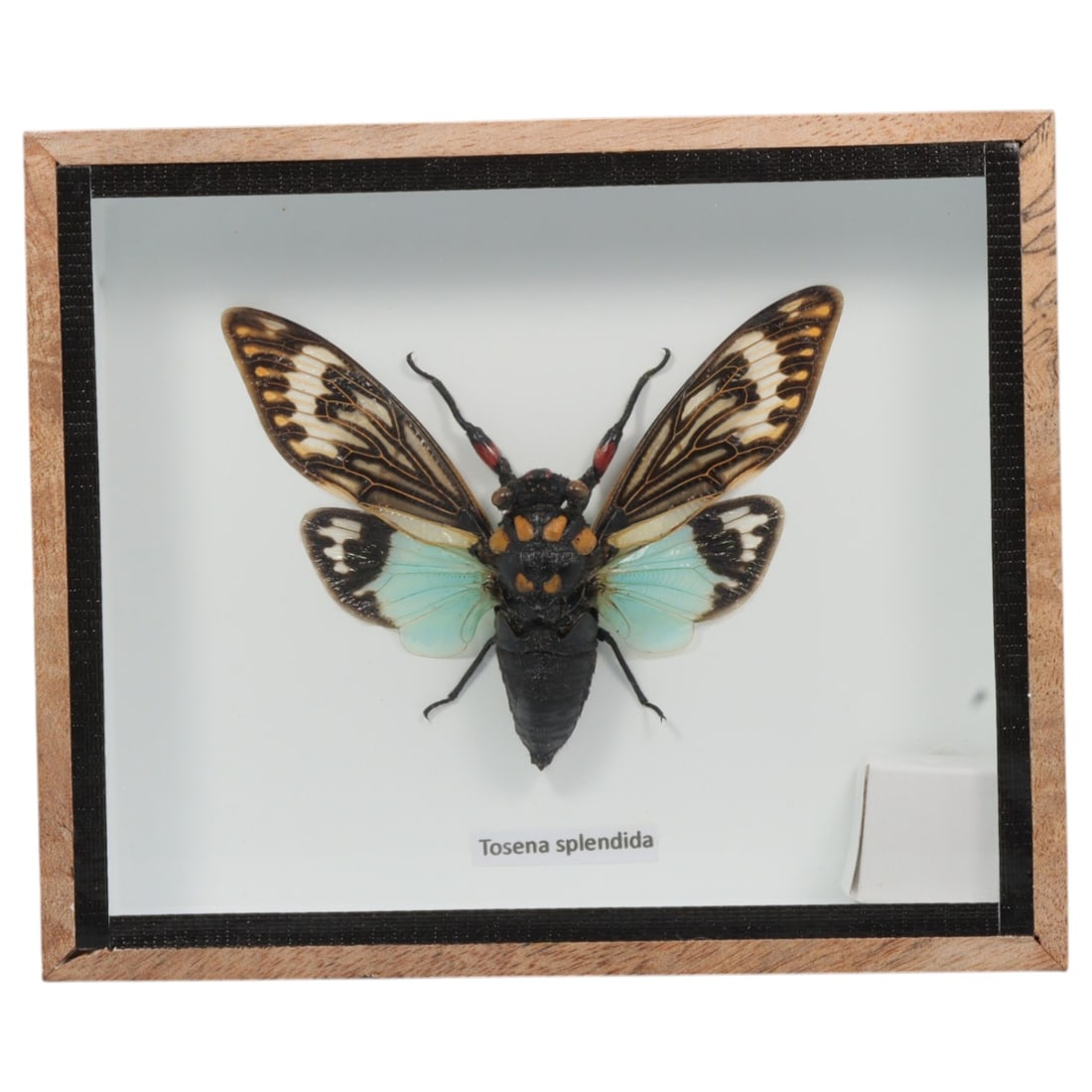 Framed Tosena splendida - Blue Cicada Specimen Display, 21ZN: This framed display features a single preserved Tosena splendida, a striking cicada notable for its glossy black body marked with vivid yellow-orange spots, translucent turquoise hindwings, and forewi