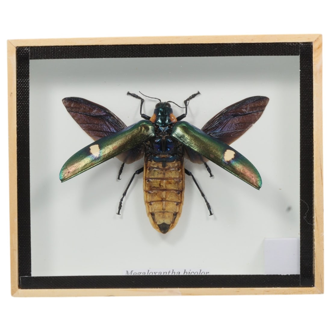 Framed Megaloxantha bicolor - Giant Jewel Beetle Display, 24ZN: This framed display features a single preserved Megaloxantha bicolor, a giant jewel beetle notable for its striking iridescent green and blue elytra marked by distinct pale spots, translucent dark mem