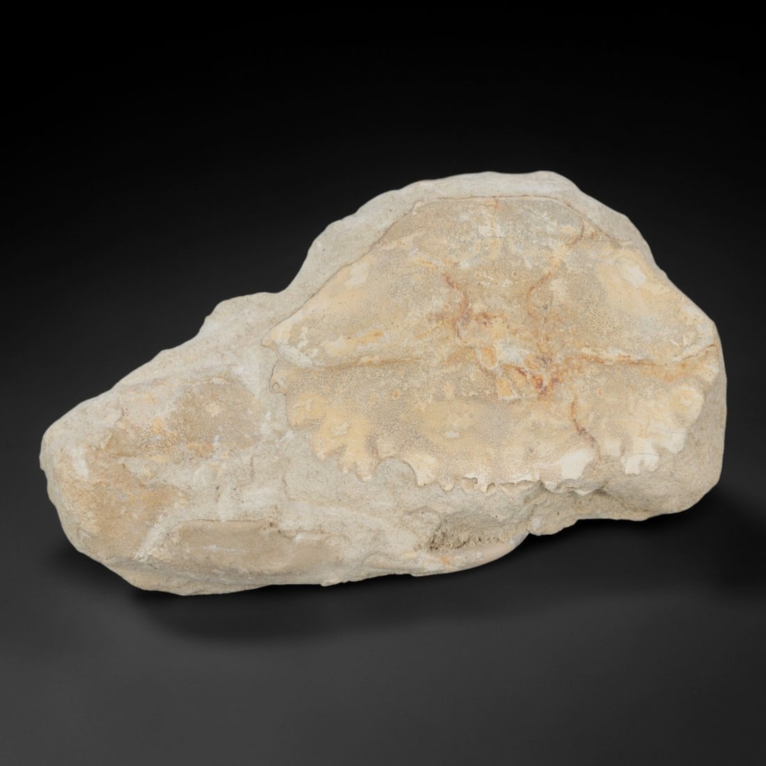 An Indonesian Crab Fossil Specimen in Matrix, 47FV: The specimen consists of a fossilized crab preserved in a light beige, sandy matrix, with the carapace and limbs partially exposed. The crab's exoskeleton exhibits a darker, purplish-brown hue, with v