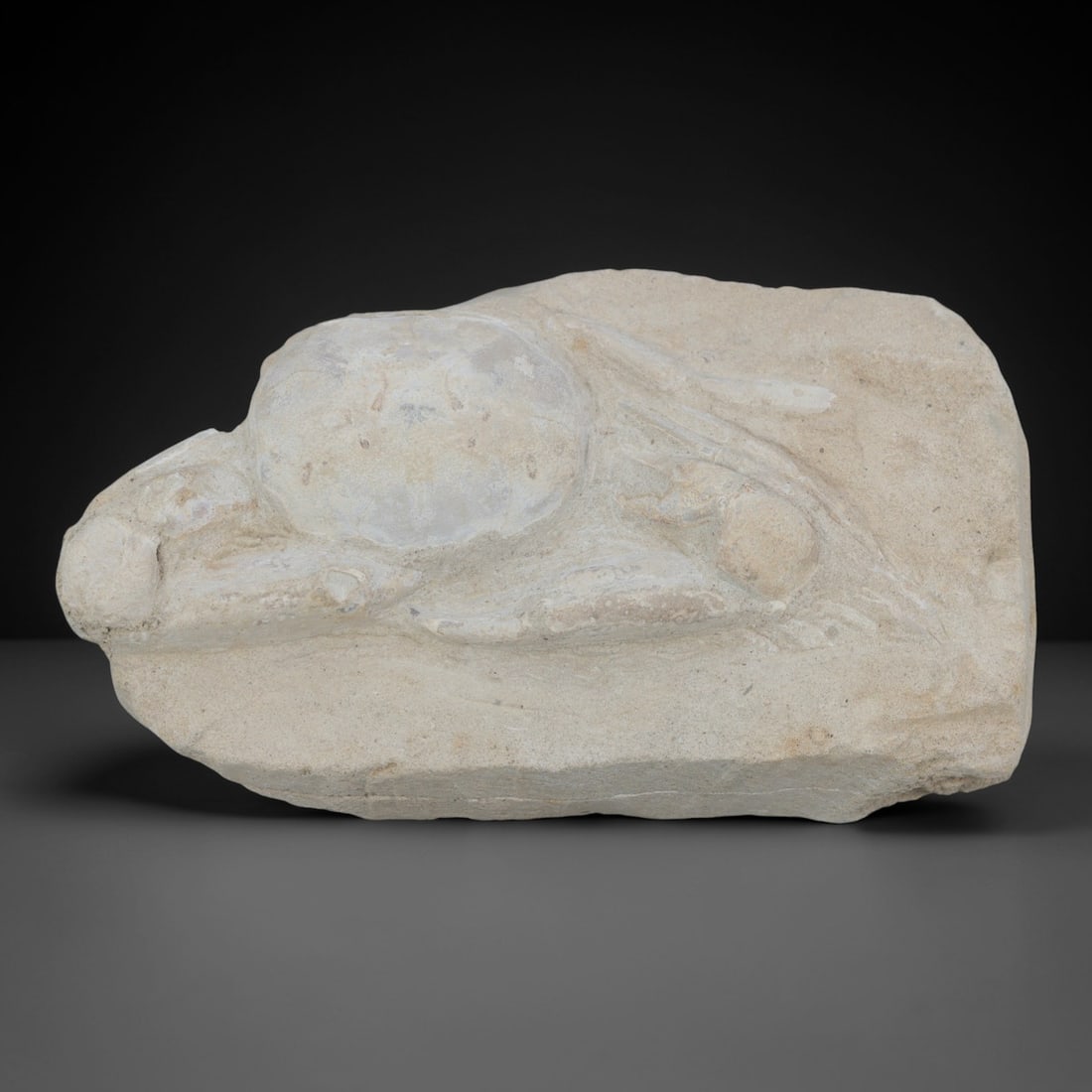 An Indonesian Crab Fossil Specimen in Matrix, 41FV: The specimen consists of a fossilized crab preserved in a light beige, sandy matrix, with the carapace and limbs partially exposed. The crab's exoskeleton exhibits a darker, purplish-brown hue, with v