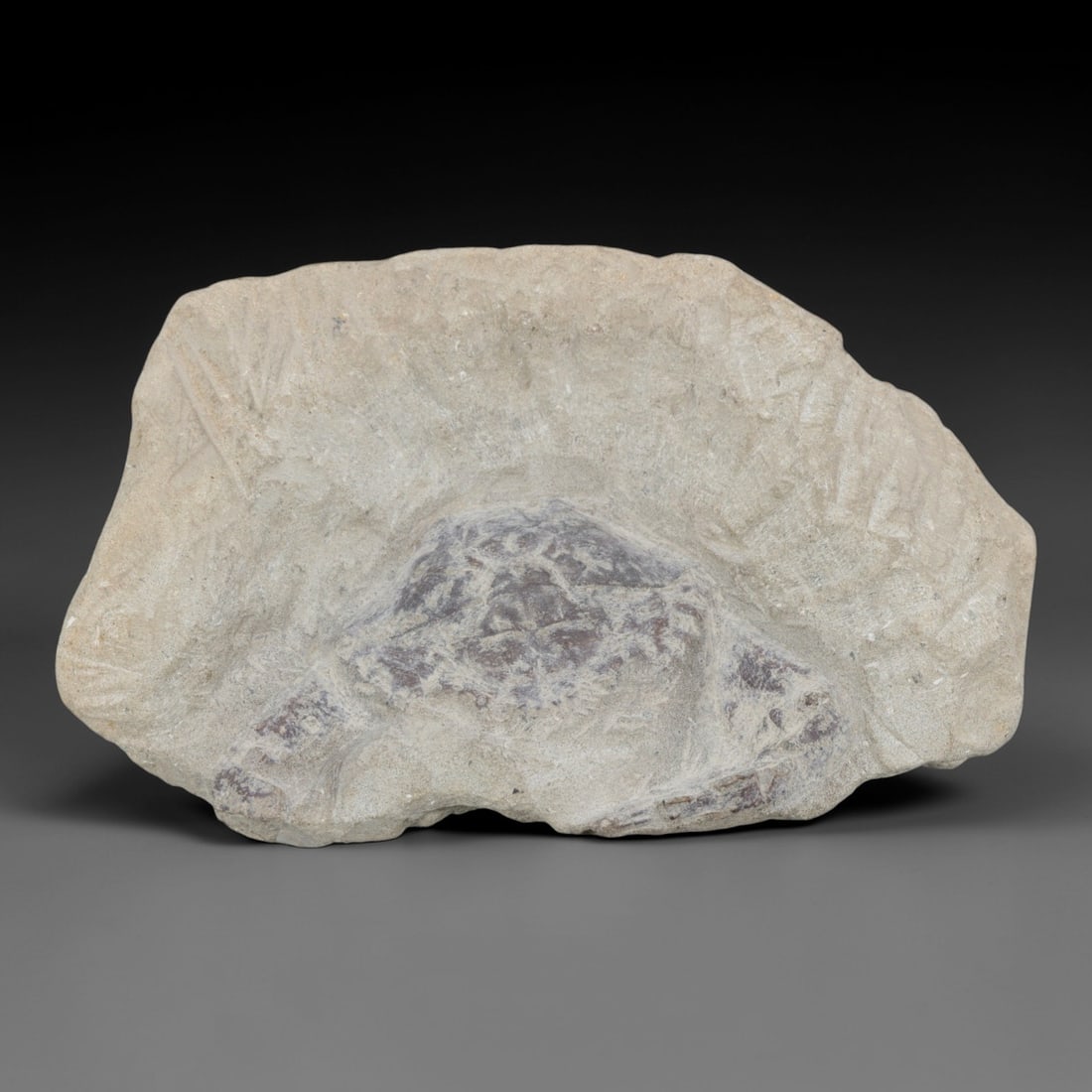 An Indonesian Crab Fossil Specimen in Matrix, 36FV: The specimen consists of a fossilized crab preserved in a light beige, sandy matrix, with the carapace and limbs partially exposed. The crab's exoskeleton exhibits a darker, purplish-brown hue, with v