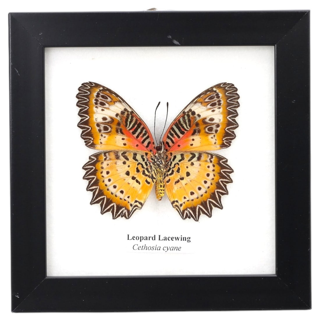 Framed Leopard Lacewing Butterfly - Cethosia Cyane Specimen Display, 75FV: This framed display features a Leopard Lacewing (Cethosia cyane) butterfly specimen, preserved and mounted on a white backing within a black square frame. The butterfly's wings exhibit intricate, mult