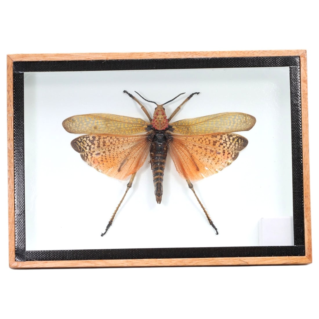 Framed Phymateus Saxosus - Rainbow Milkweed Locust Specimen Display, 13ZN: This framed display features a Phymateus saxosus rainbow milkweed locust specimen, preserved and mounted with its wings fully spread on a white backing within a light wooden frame with a black inner b