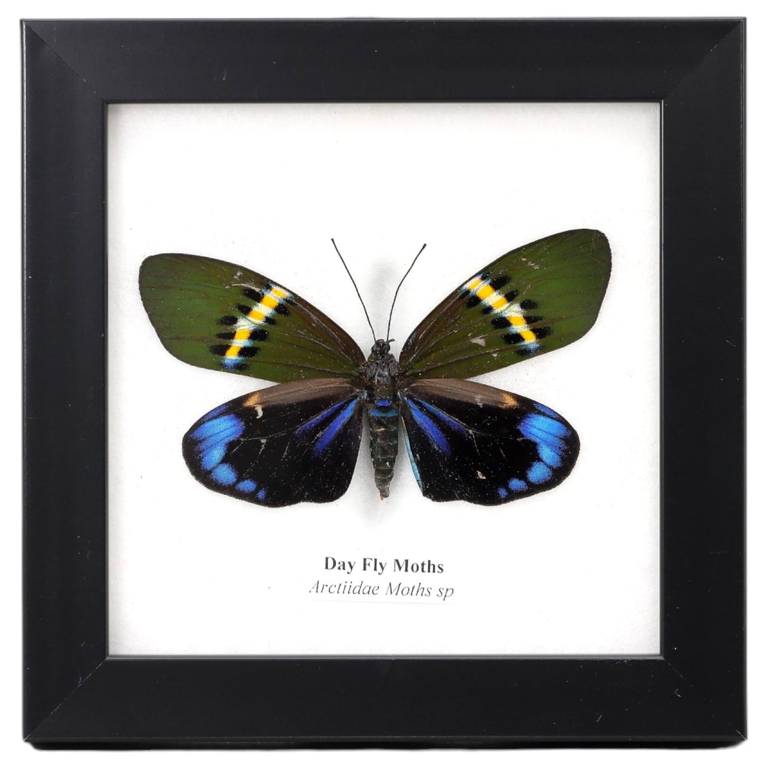 Framed Day Fly Moth - Arctiidae Entomology Specimen, 2ZN: This framed display features a single preserved Day Fly Moth (Arctiidae Moths sp.), notable for its striking wing coloration. The forewings exhibit a deep green base with bold yellow and black marking