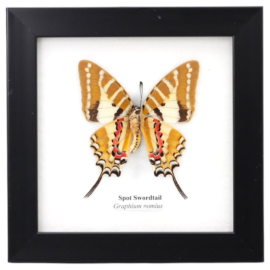 Framed Spot Swordtail - Graphium Nomius Specimen Display, 73FV: This framed display features a Spot Swordtail (Graphium nomius) butterfly specimen, preserved and mounted on a white backing within a black square frame. The butterfly's forewings are a warm golden-br