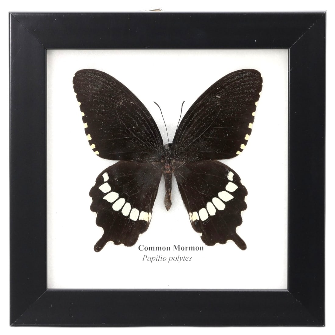 Framed Common Mormon Butterfly - Papilio Polytes Specimen Display, 78FV: This framed display features a Common Mormon (Papilio polytes) butterfly specimen, preserved and mounted on a white backing within a black square frame. The butterfly's wings are predominantly black,