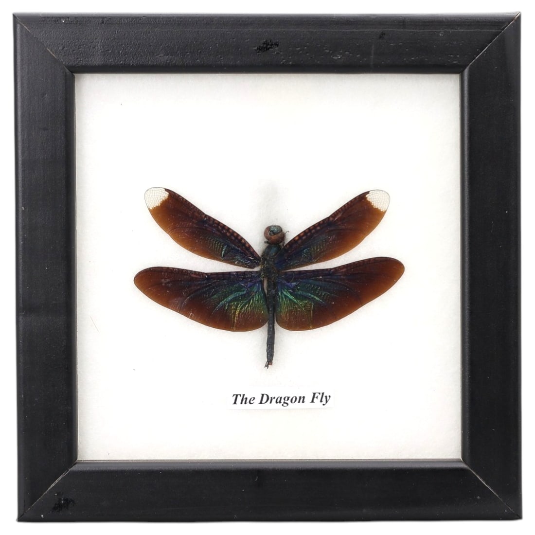 Framed Dragonfly - Iridescent Entomology Specimen Display, 1ZN: This framed display features a single preserved dragonfly, notable for its striking iridescent wing coloration. The wings exhibit a deep brown base with vibrant green and blue iridescence, accented by