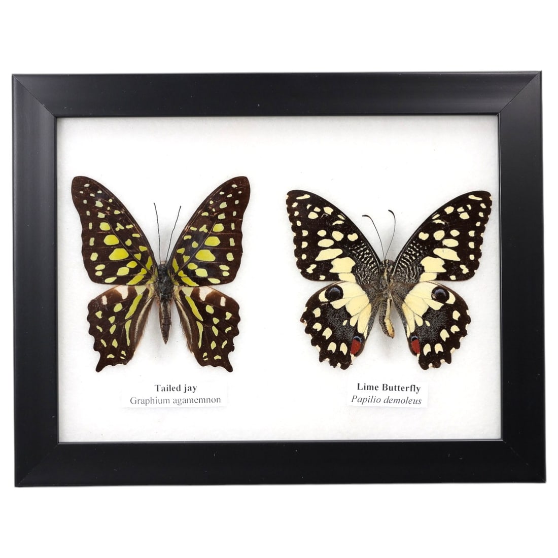 Framed Tailed Jay & Lime Butterfly - Entomology Specimen Display, 100ZM: This framed display features two preserved butterfly specimens: Graphium agamemnon (Tailed Jay) and Papilio demoleus (Lime Butterfly). The Tailed Jay exhibits dark brown wings with striking green and