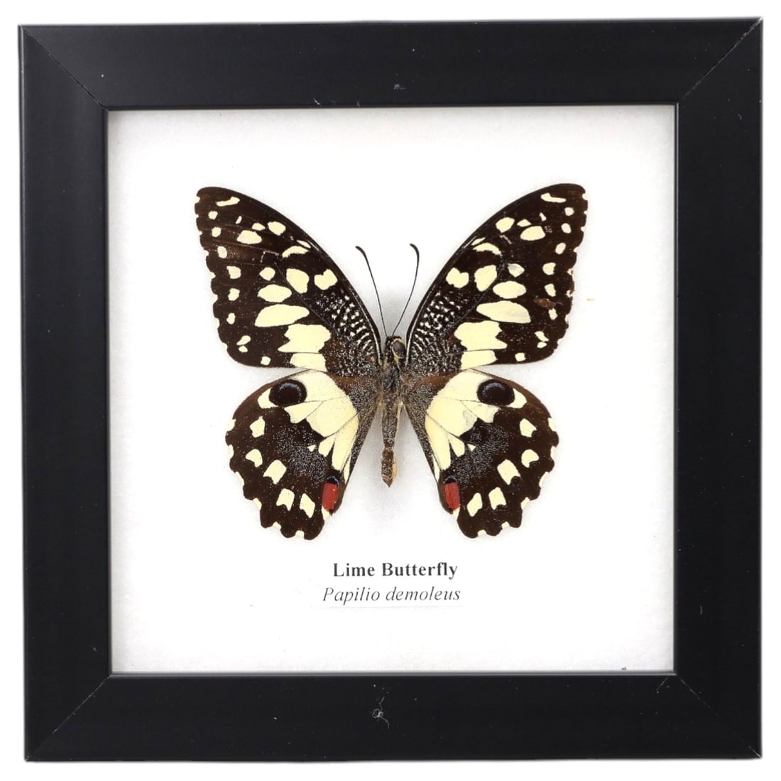 Framed Lime Butterfly - Papilio Demoleus Specimen Display, 69FV: This framed display features a Lime Butterfly (Papilio demoleus) specimen, preserved and mounted on a white backing within a black square frame. The butterfly's wings are predominantly black, adorned
