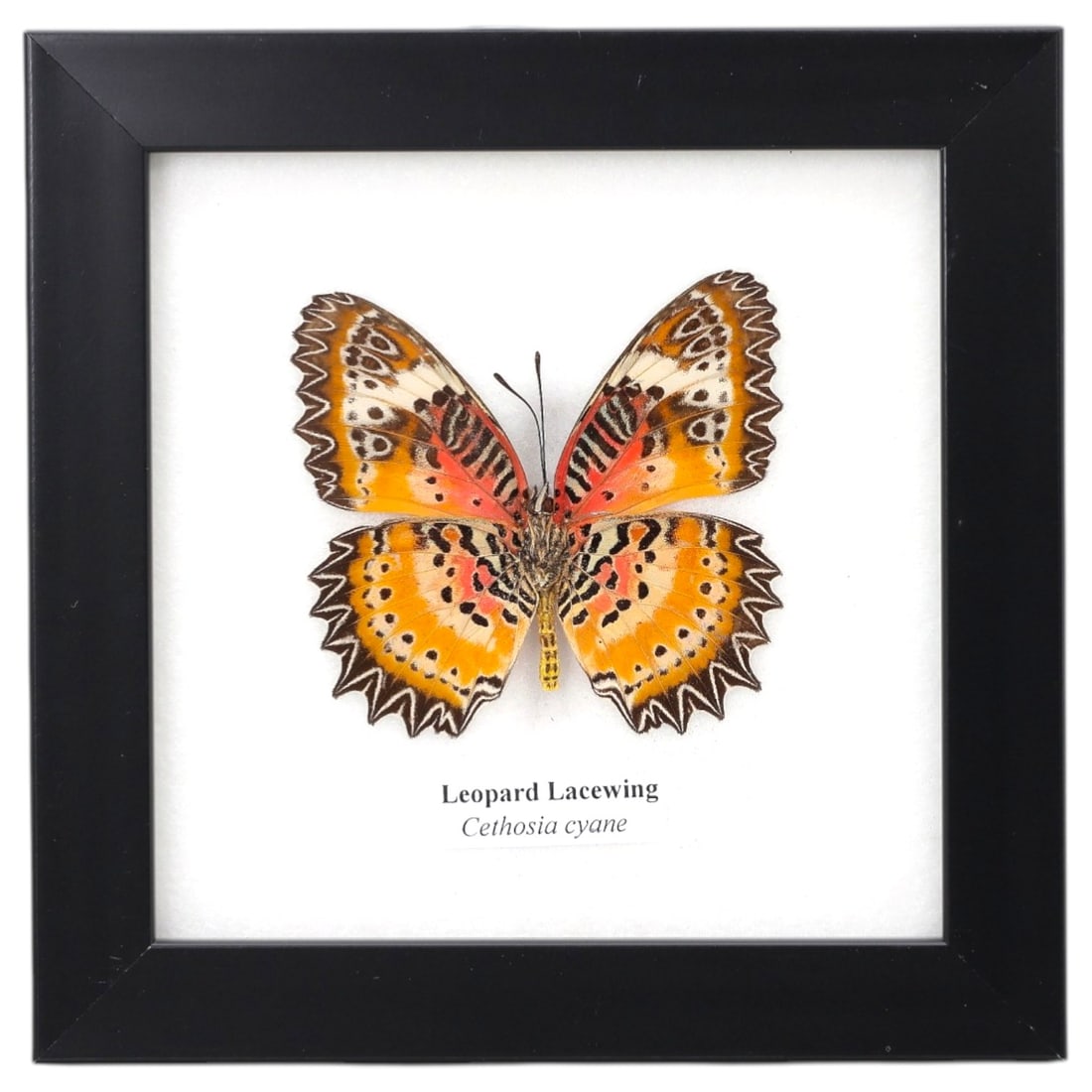 Framed Leopard Lacewing - Cethosia cyane Specimen Display, 8ZN: This framed display features a single preserved Leopard Lacewing (Cethosia cyane), characterized by its vibrant orange and red wing bases, intricate black and white patterning, and distinctive serrate